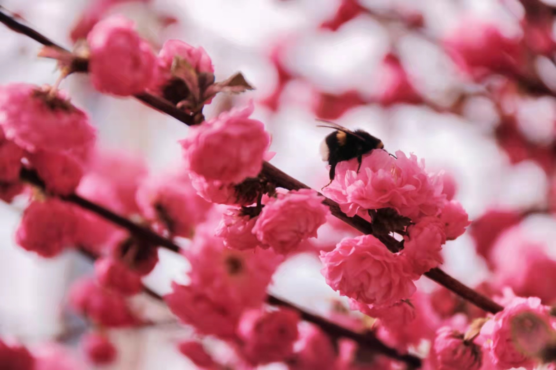 1648868185903690.jpg 1648868185903690.jpg