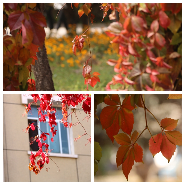 1667523803694465.jpg 1667523803694465.jpg