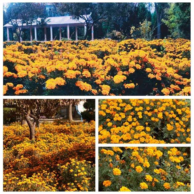 1667526893169834.jpg 2.jpg