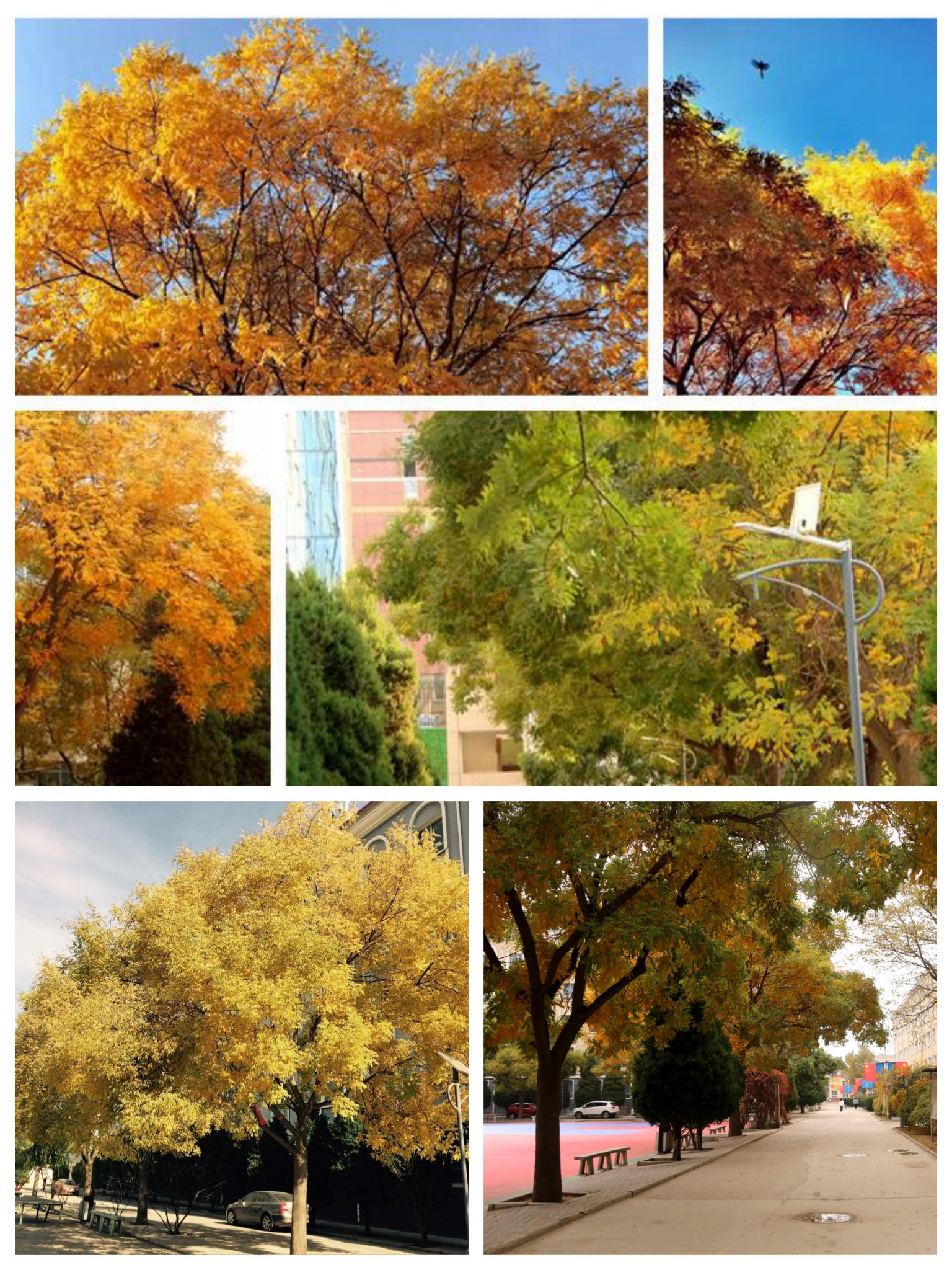 1667526961949828.jpg 1667526961949828.jpg